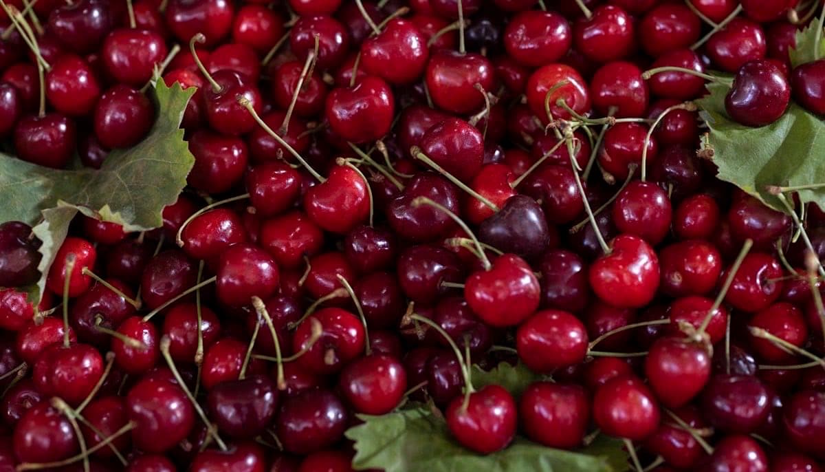 Cerezas frescas recién cosechadas listas para exportación